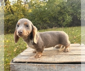 Dachshund Puppy for Sale in MIDDLEBURY, Indiana USA