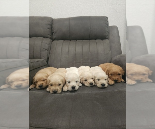 Medium Photo #1 Golden Retriever Puppy For Sale in ELVERTA, CA, USA