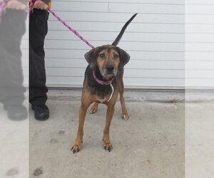 Beagle-Unknown Mix Dogs for adoption in Louisville, KY, USA