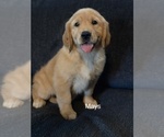 Puppy Mays Golden Retriever