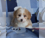 Small Photo #8 Goldendoodle Puppy For Sale in MILWAUKEE, WI, USA