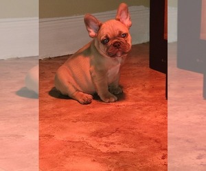 French Bulldog Puppy for sale in MIAMI, FL, USA