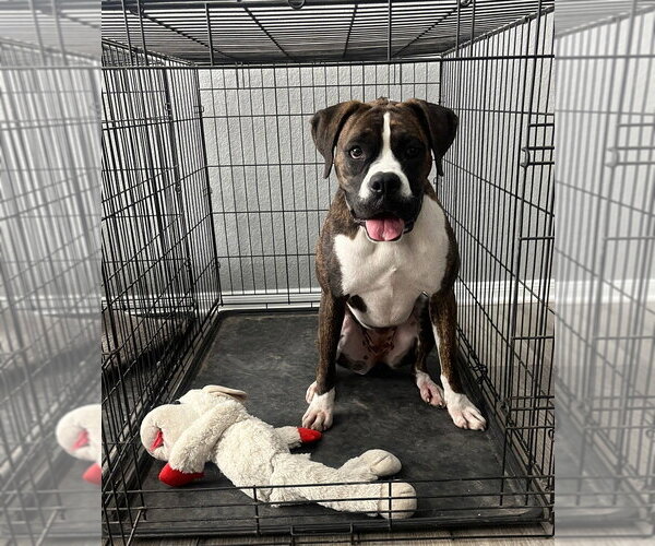 Medium Photo #2 Boxer Puppy For Sale in Austin, TX, USA