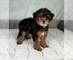 Small #2 YorkiePoo