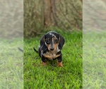 Small Photo #9 Dachshund Puppy For Sale in BREMEN, IN, USA