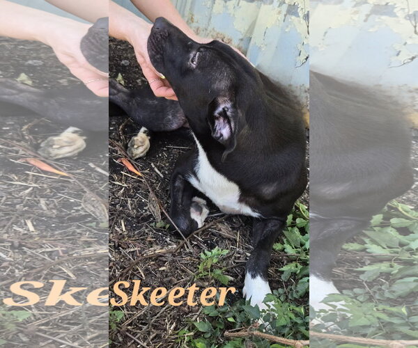 Medium Photo #7 Staffordshire Bull Terrier-Unknown Mix Puppy For Sale in Jackson, MS, USA