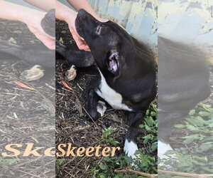 Skeeter - Female Staffordshire Bull Terrier-Unknown Mix Dog for Adoption - Photo #7