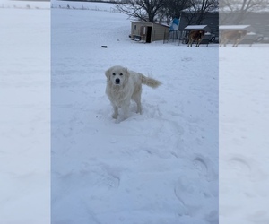 Great Pyrenees Dog for Adoption in BATTLEFIELD, Missouri USA