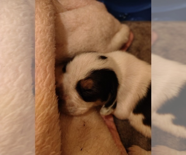 Medium Photo #16 Beagle Puppy For Sale in BOWLING GREEN, MO, USA