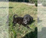 Small Photo #4 Poodle (Standard)-Unknown Mix Puppy For Sale in Valrico, FL, USA