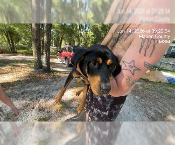 Medium Photo #1 Rottweiler-Unknown Mix Puppy For Sale in Ocala, FL, USA