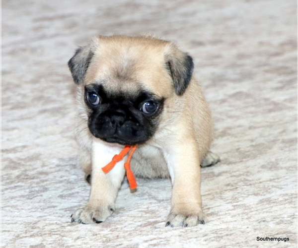 Medium Photo #7 Pug Puppy For Sale in WINNSBORO, TX, USA