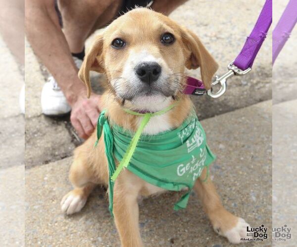Medium Photo #2 Labrador Retriever-Unknown Mix Puppy For Sale in Washington, DC, USA