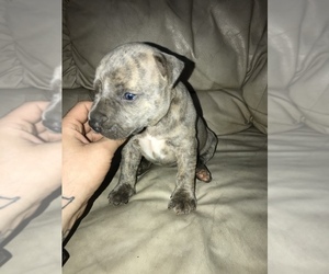 American Bully-American Pit Bull Terrier Mix Puppy for sale in COLUMBUS, GA, USA