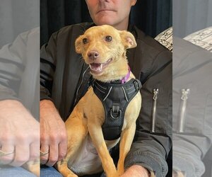 Miniature Pinscher-Unknown Mix Dogs for adoption in Mooresville, NC, USA