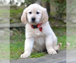 Small Photo #2 Golden Retriever Puppy For Sale in Enfield, CT, USA