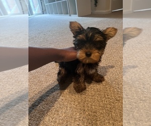 Yorkshire Terrier Puppy for sale in OWINGS MILLS, MD, USA