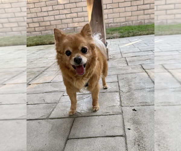 Medium Photo #4 Chiranian Puppy For Sale in Mission Viejo, CA, USA