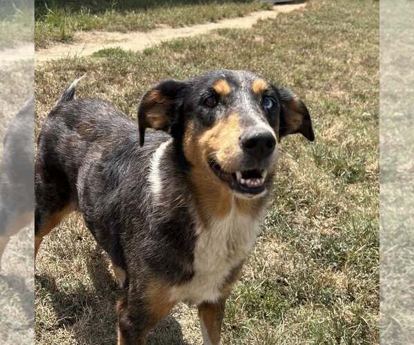 Medium Photo #2 Australian Shepherd-Unknown Mix Puppy For Sale in Minneapolis, MN, USA