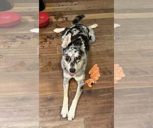 ATHENA #10 - Female Siberian Husky-Unknown Mix Dog for Adoption - Photo #4