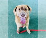 Small #1 Labrador Retriever Mix