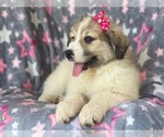 Small Photo #13 Great Pyrenees Puppy For Sale in LAKELAND, FL, USA