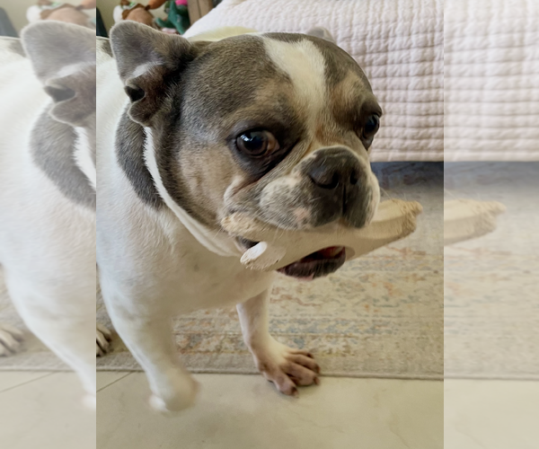Medium Photo #8 French Bulldog Puppy For Sale in Weston, FL, USA