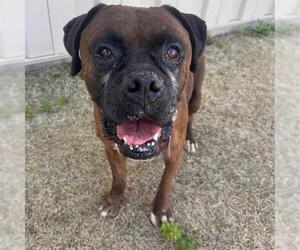 Bullboxer Pit Dogs for adoption in Aurora, CO, USA