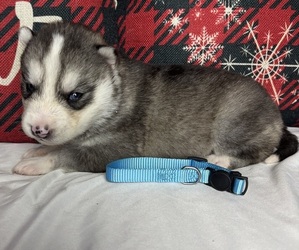 Siberian Husky Puppy for Sale in WALHALLA, South Carolina USA