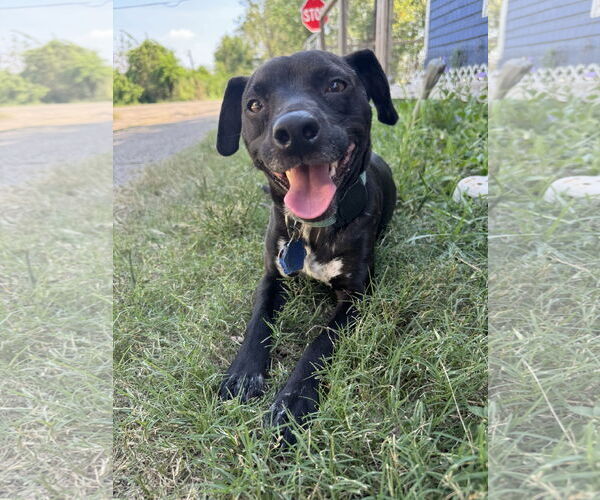 Medium Photo #6 Chiweenie Puppy For Sale in Rosenberg, TX, USA