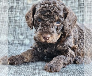 Poodle (Miniature) Puppy for sale in HOAGLAND, IN, USA