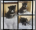 Small Photo #44 Siberian Husky Puppy For Sale in BLOOMFIELD, IN, USA
