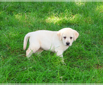 Small #3 Labrador Retriever