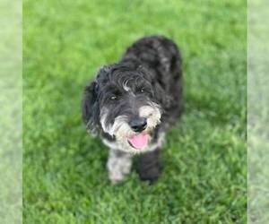 Goldendoodle-Poodle (Miniature) Mix Puppy for sale in DALTON, OH, USA