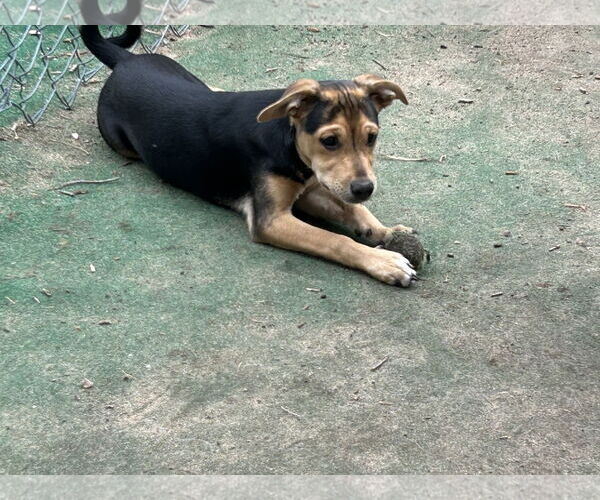 Medium Photo #1 Jack Russell Terrier-Papillon Mix Puppy For Sale in Brooklyn Center, MN, USA