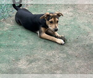 Jack Russell Terrier-Papillon Mix Dogs for adoption in Brooklyn Center, MN, USA