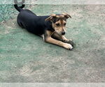 Small Jack Russell Terrier-Papillon Mix