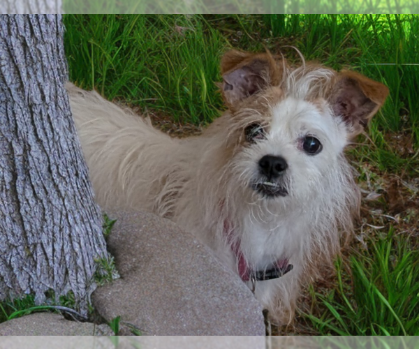 Medium Photo #3 Mutt Puppy For Sale in Caldwell, NJ, USA