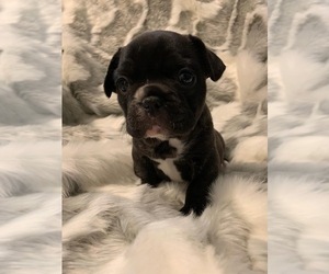 French Bulldog Puppy for sale in JOHNS ISLAND, SC, USA
