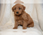 Small Photo #12 Goldendoodle (Miniature) Puppy For Sale in LEOLA, PA, USA