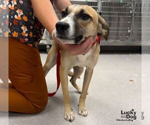 Mutt Dogs for adoption in Washington, DC, USA