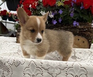 Pembroke Welsh Corgi Puppy for sale in OWEN, WI, USA