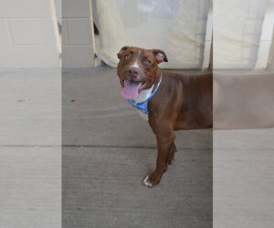 Mutt Dogs for adoption in McKinney, TX, USA