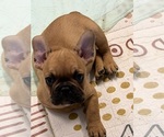Puppy Blue collar French Bulldog