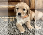 Puppy Orange Girl Golden Retriever