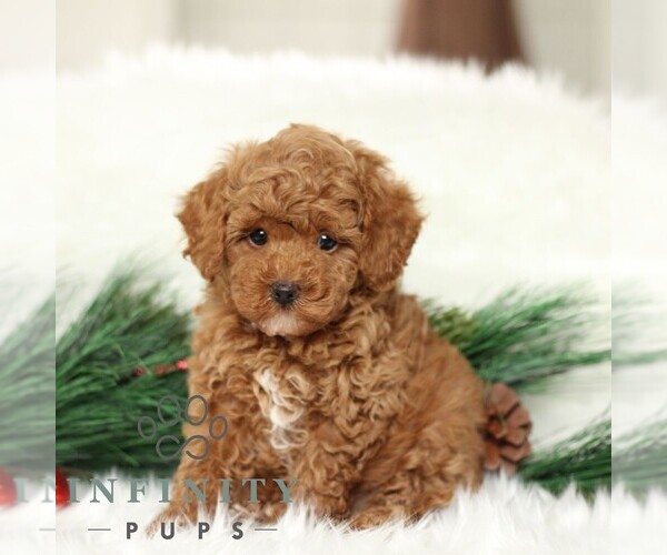 Medium Photo #4 Poodle (Toy) Puppy For Sale in CHRISTIANA, PA, USA