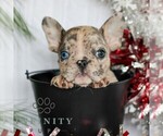 Small Photo #4 French Bulldog Puppy For Sale in LITITZ, PA, USA