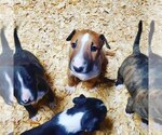 Small Photo #5 Bull Terrier Puppy For Sale in BUCKLIN, KS, USA