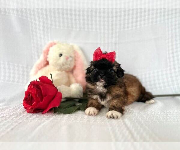 Medium Photo #1 Shih Tzu Puppy For Sale in ELKTON, KY, USA