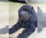 Small Photo #5 Labradoodle Puppy For Sale in BOILING SPRINGS, SC, USA